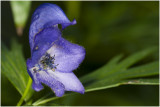 blauwe Monnikskap - Aconitum napellus - giftig