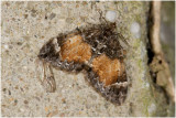 Schimmelspanner - Dystroma truncata,