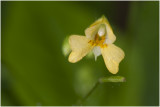 klein Springzaad - Impatiens parviflora