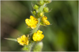 welriekende Agrimonie - Agrimonia procera