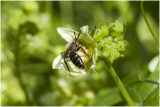 Heggenrankbij - Andrena florea - man