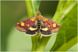 Muntvlindertje - Pyrausta aurata