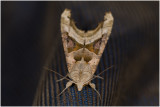 Agaatvlinder - Phlogophora meticulosa