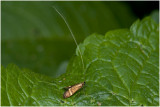 Geelbandlangsprietmot - Nemophora degeerella