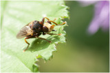 roodbruine Blaaskopvlieg - Sicus ferrugineus