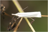 bleke Grasmot - Crambus perlella