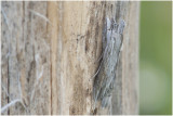 grauwe Monnik - Cucullia umbratica
