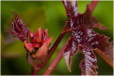 Wonderboom - Ricinus communis 