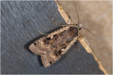 Huismoeder - Noctua pronuba