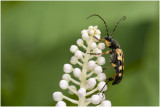 geringelde Smalbok - Leptura maculata
