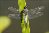 gewone Oeverlibel - Orthetrum cancellatum - man - male