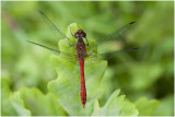 bloedrode Heidelibel - Sympetrum sanguineum - man - male