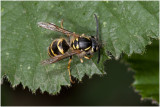 Duitse wesp - Vespula germanica