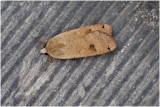 Huismoeder - Noctua pronuba