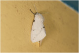 gele Tijger - Spilosoma lutea