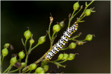 Helmkruidvlinder - Shargacucullia scrophulariae