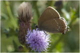 bruine Eikenpage - Satyrium ilicis