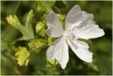 Muskuskaasjeskruid - Malva moschata