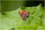 Muntvlindertje - Pyrausta aurata