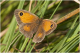 oranje Zandoogje - Pyronia tithonus