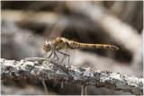 bruinrode Heidelibel - Sympetrum striolatum