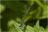 blauwe Breedscheenjuffer - Platycnemis pennipes