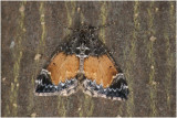 Schimmelspanner Dysstroma truncata