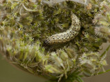 Bruidsmot - Sitochroa palealis