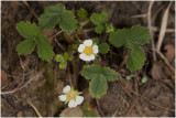 Aardbeiganzerik - Potentilla sterilis