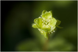 Muskuskruid - Adoxa moschatellina