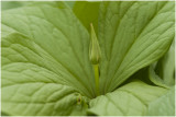Eenbes - Paris quadrifolia