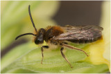 Roodgatje - Andrena haemorrhoa