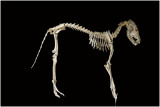 skelet van een Vos - Fox - Raposa