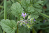 Muskusreigersbek - Erodium moschatum