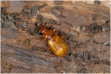 roestrode Loopkever - Leistus ferrugineus