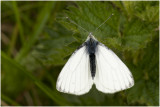 klein geaderd Witje - Pieris napi