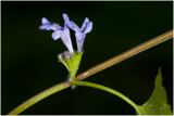 Hondsdraf - Glechoma hederacea