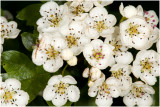 eenstijlige Meidoorn - Crataegus monogyna