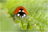 zevenstippelig lieveheersbeestje - Coccinella septempunctata 