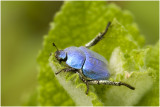 blauwe Bladsprietkever - Hoplia coerulea