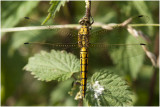 gewone Oeverlibel - Orthetrum Cancellatum - vrouwtje - female