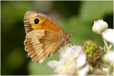 bruin Zandoogje - Maniola jurtina - vrouwtje - female