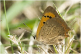 kleine Vuurvlinder - Lycaena phlaeas