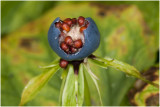 Eenbes - Paris quadrifolia