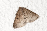 Prunusspanner - Aleucis distinctata