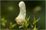 gele Monnikskap  - Aconitum vulparia