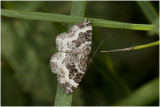 gewone Bandspanner - Epirrhoe alternata