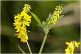 goudgele Honingklaver - Melilotus altissimus 