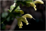 Kleverige Salie - Salvia glutinosa