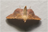 Strooiselmot - Endotricha flammealis 